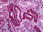 MNSOD / SOD2 Antibody